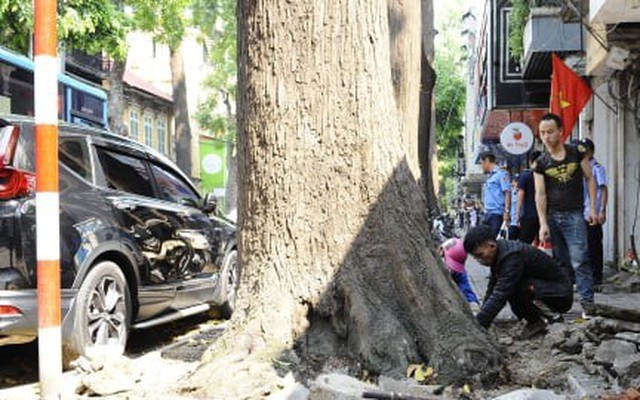 Hà Nội 'cởi trói' hàng cây sao đen trên phố Lò Đúc