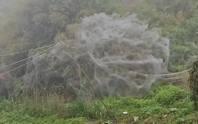 Mạng nhện khổng lồ như động bàn tơ xuất hiện sau một đêm khiến dân làng sợ hãi