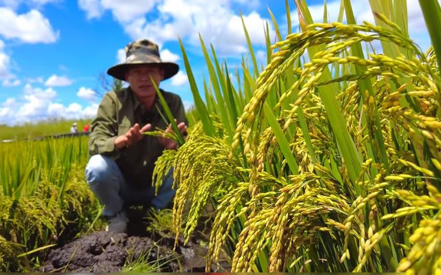 Ruộng lúa nước tại Angola sắp thu cả tấn thóc, bõ công chủ trang trại Việt khóc mếu nhờ hiến kế cứu cây