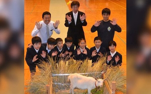 Trường học ở Nhật Bản nhận một chú dê làm 'học sinh mới'