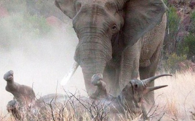 Vì sao voi châu Phi đực lại thường xuyên 'gây chiến' với tê giác?