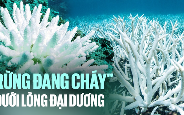 Đại dương đang xảy ra hiện tượng "cháy rừng dưới nước", san hô chết dần, các loài cá nhận án tử: "Nhân loại đang bị đe dọa mà chưa chắc chúng ta đã thực sự hiểu được"