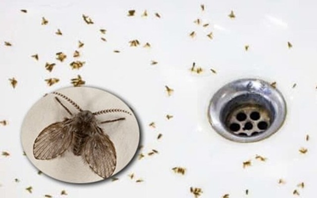 Nên làm gì khi phòng tắm có côn trùng bay nhỏ?