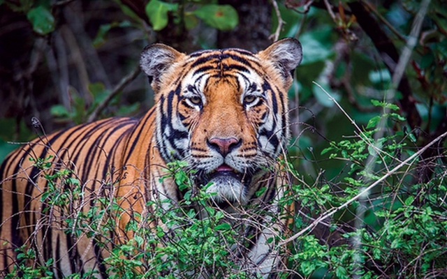 Thông tin đáng chú ý vụ hổ lớn xuất hiện trong rừng Quảng Bình
