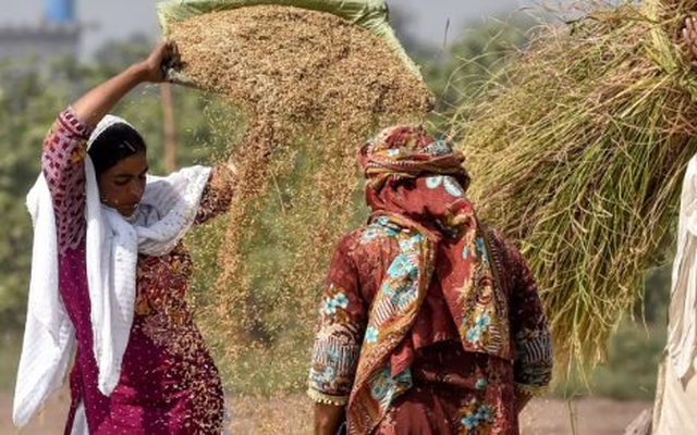Ấn Độ cấm xuất khẩu, một quốc gia có diện tích gấp 2 lần Việt Nam bất ngờ trở thành 'thủ phủ' gạo mới của thế giới, cung cấp hơn 5 triệu tấn ra thị trường toàn cầu