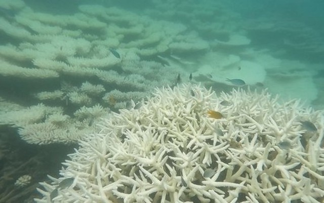 Tạm dừng bơi lội, lặn ngắm san hô ở một số điểm biển Côn Đảo