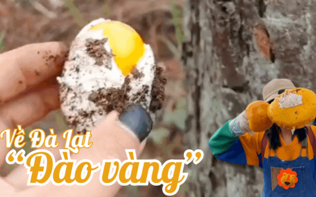 Dân tình háo hức kéo nhau lên đồi thông đào "trứng vàng" - thứ đặc sản chỉ có ở Đà Lạt mùa này