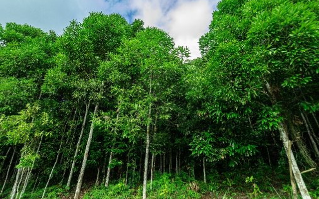 Loại cây gỗ triệu đô rất hiếm trên thế giới nhưng Việt Nam sở hữu đến 180.000 ha: Ấn Độ liên tục săn lùng, thu hơn 126 triệu USD từ đầu năm