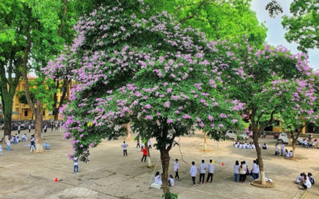 Ngôi trường làng ở Hà Nội: Điểm chuẩn hàng năm thấp nhưng thành tích thi tốt nghiệp 2024 cao, đứng sau mỗi trường Ams ở môn này!