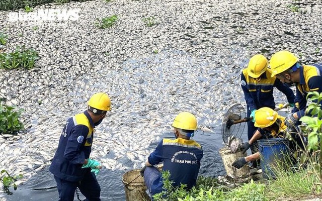 10 tấn cá chết nổi trắng hồ ở Đà Nẵng: Cơ quan chức năng nói gì?