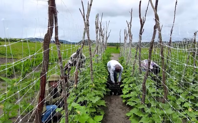 Trồng 'loại quả ngắn ngày' của Việt Nam giúp team châu Phi bội thu, 100% cháy hàng ngay khi vừa hái xuống