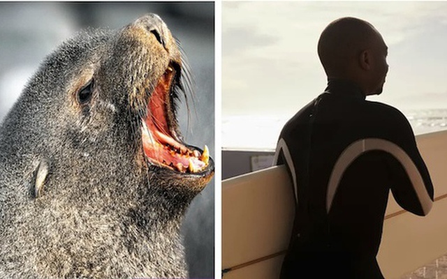 Hải cẩu mắc bệnh dại tấn công người ở Nam Phi: Nỗi ám ảnh mới trên bờ biển Cape Town