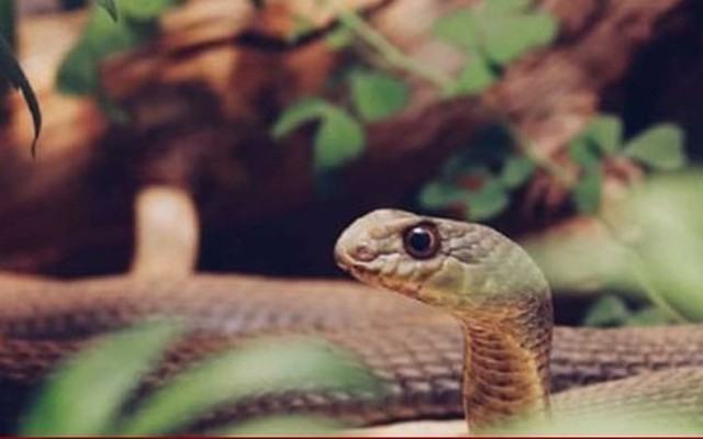 Chàng trai bị cho là 'có oán thù với rắn độc' khi bị cắn 5 lần trong 2 tháng