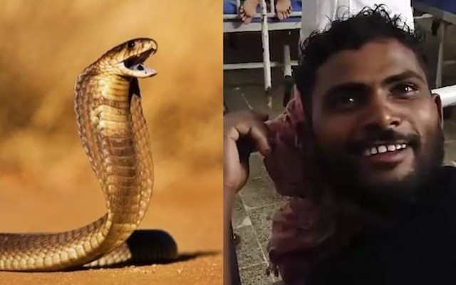 Hi hữu: Bị rắn độc cắn, người đàn ông cắn chết lại rắn