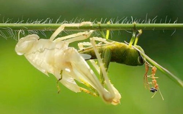 DN bảo hiểm không còn “làm màu”