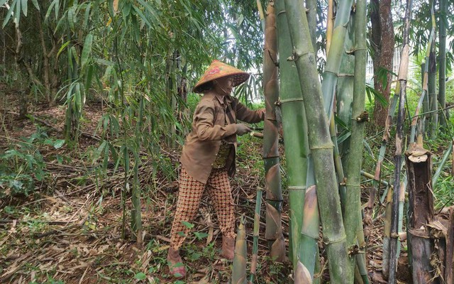 Cụ bà 73 tuổi thu lãi hàng tỷ đồng mỗi năm nhờ vườn tre “độc nhất vô nhị”