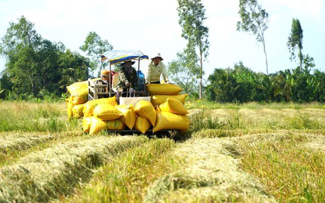 Đề án 1 triệu ha lúa mang lợi nhuận cho dân, không phải để bán tín chỉ carbon