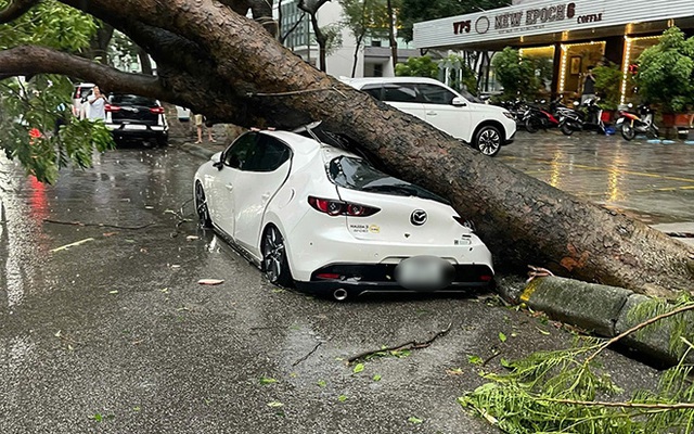 Hàng loạt ô tô ở Hà Nội bị cây đè bẹp trong cơn mưa "nháp" trước khi siêu bão YAGI đổ bộ