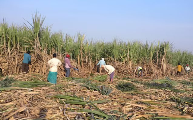 Không phải gạo, Ấn Độ cấm xuất khẩu loại hàng hoá quan trọng năm thứ 2 liên tiếp, nguồn cung toàn cầu bị thắt chặt