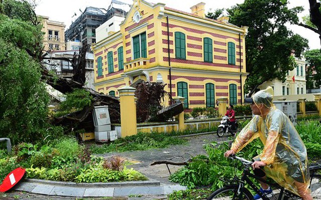 Tiếc nuối, cây si cổ thụ gắn với biệt thự 49 Trần Hưng Đạo bật gốc