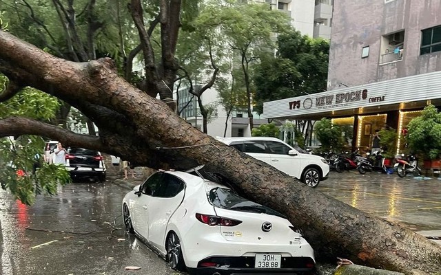 Ô tô bị cây đè trúng do bão Yagi được đền bù ra sao?