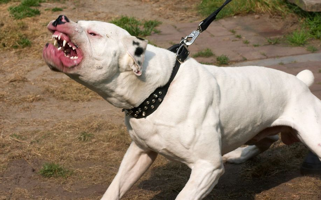 Chó pitbull “đoạt mạng” chủ, hiện trường tìm thấy thương tâm: Thi thể không còn nguyên vẹn