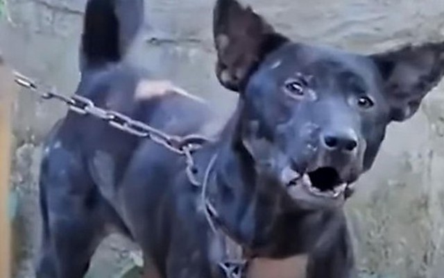 Chó cắn chủ đến chết ở Thái Lan