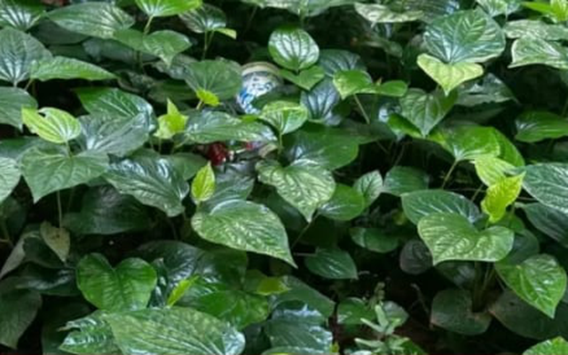 4 lý do nên ngâm chân bằng nước lá lốt thường xuyên vào mùa đông