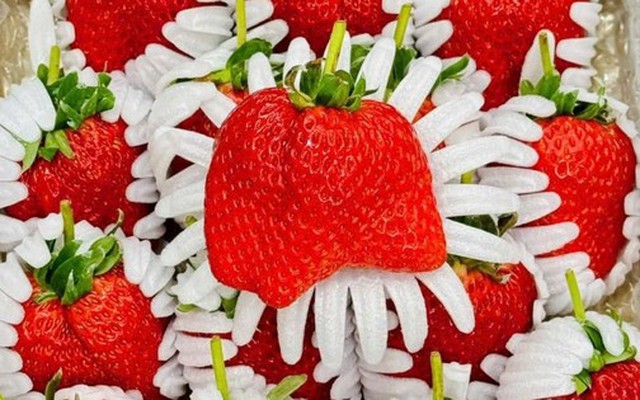 Dâu tây ‘công chúa’ gần 7 triệu đồng/kg vẫn 'cháy' hàng