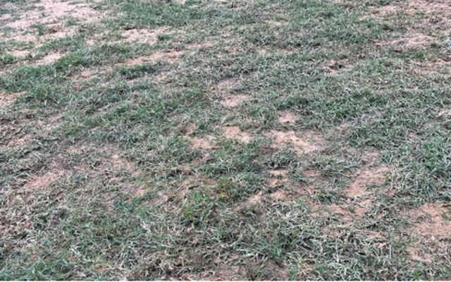 Ngán ngẩm với mặt sân Hòa Xuân trước trận Đà Nẵng - Hà Nội FC