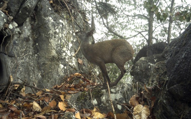 Cao Bằng: Lộ diện “kho báu sống” có mùi hương đặc biệt, đang bên bờ tuyệt chủng
