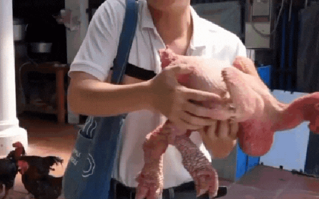 Con gà không lông, thích tắm nắng có giá 500 triệu duy nhất ở Việt Nam