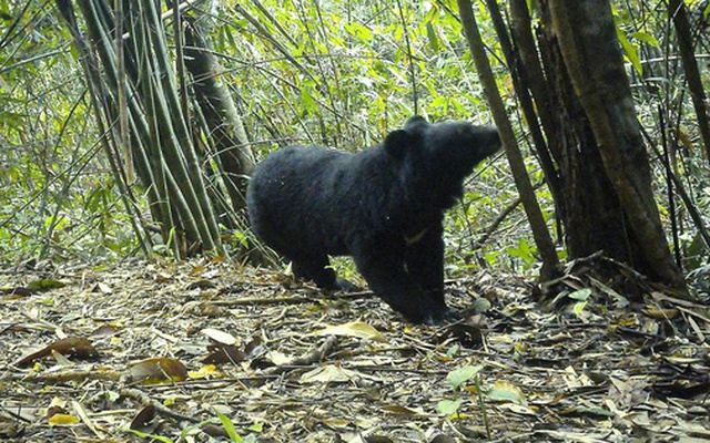 Gấu ngựa, gà tiền mặt đỏ xuất hiện ở rừng Quảng Ngãi