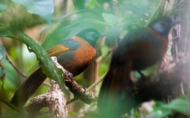 Ẩn trong tán rừng Tây Nguyên tồn tại một “kho báu” chỉ có ở Việt Nam