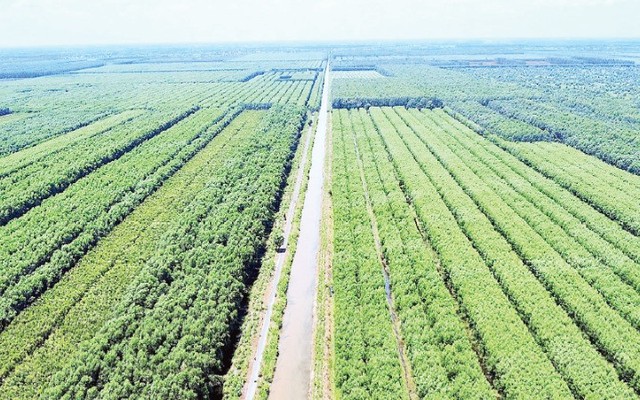 Loài cây “đẻ ra tiền tỷ” trên đất phèn U Minh Hạ: “Của hiếm” giúp người dân đổi đời
