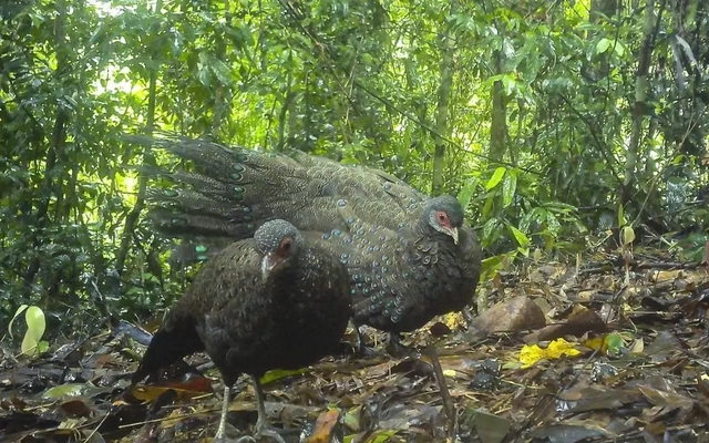 Phát hiện gấu ngựa và gà tiền mặt đỏ quý hiếm ở Vườn quốc gia Chư Mom Ray