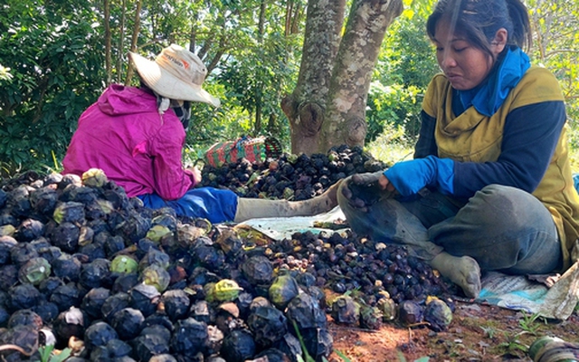 Lợi ích kép từ rừng trẩu phòng hộ