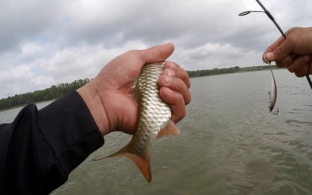 “Kỵ mã nước ngọt” dưới dòng sông Mê Kông: “Báu vật” dũng mãnh đang có nguy cơ biến mất