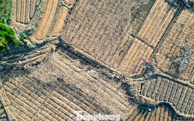 Cả cánh đồng lúa, hoa màu tan hoang, người dân Thái Nguyên bật khóc