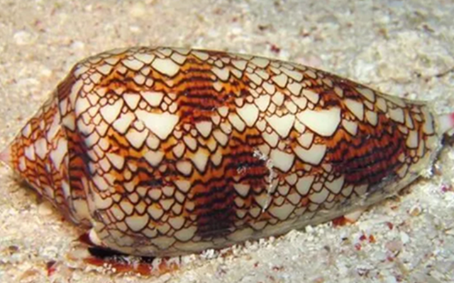 Hàng triệu người toát mồ hôi lạnh khi thấy con ốc này