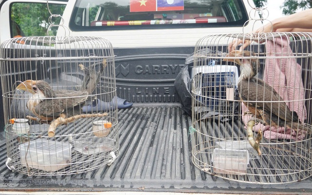 Chim lạ bay vào nhà, người dân Quảng Trị lập tức báo chính quyền - hóa ra là “báu vật” của rừng xanh