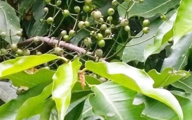 Lá vối có tác dụng gì?