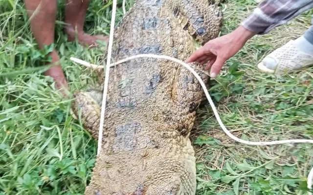 Bắt được cá sấu nặng 80kg tấn công người câu cá ở Khánh Hòa