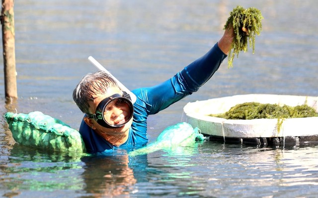 Việt Nam có “mỏ vàng xanh” mọc dưới biển: Giàu dinh dưỡng, chứa hoạt chất giúp phòng ngừa ung thư