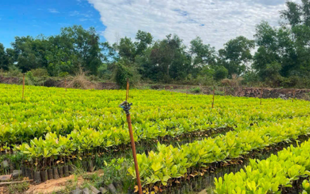Hơn nửa triệu tấn ‘cứu tinh’ từ Campuchia vừa đổ bộ Việt Nam: Được mệnh danh ‘vàng trắng’ trên cây, nước ta đứng thứ 3 thế giới