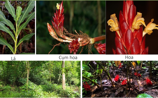 Bí ẩn trong rừng Bù Gia Mập: Lộ diện “kho báu” quý hiếm lần đầu được ghi nhận