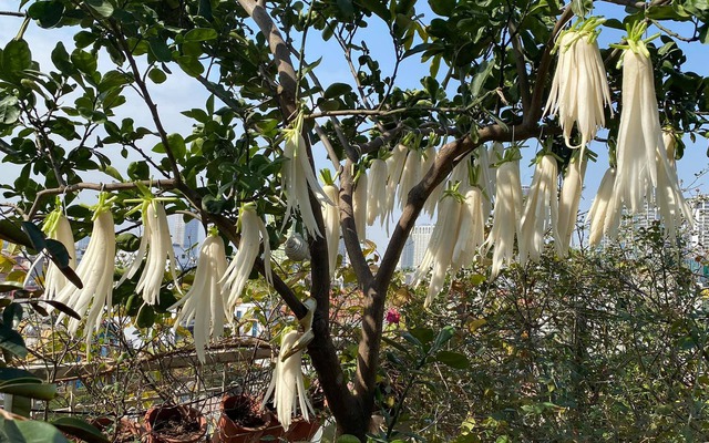 Loại rau đang vào vụ bổ ngang nhân sâm tổ yến, chợ Việt bán 20.000 đồng/kg, không mua phí quá