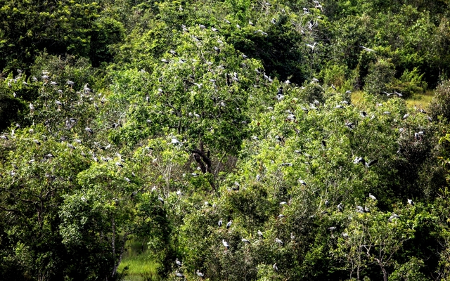 Sau cơn mưa lớn, "báu vật" núi rừng lộ diện, người dân truyền tai là "phượng hoàng đất" cực kỳ quý hiếm