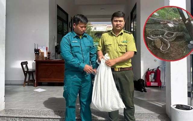 Trăn 'khủng' bất ngờ xuất hiện trong khu dân cư ở Đà Nẵng