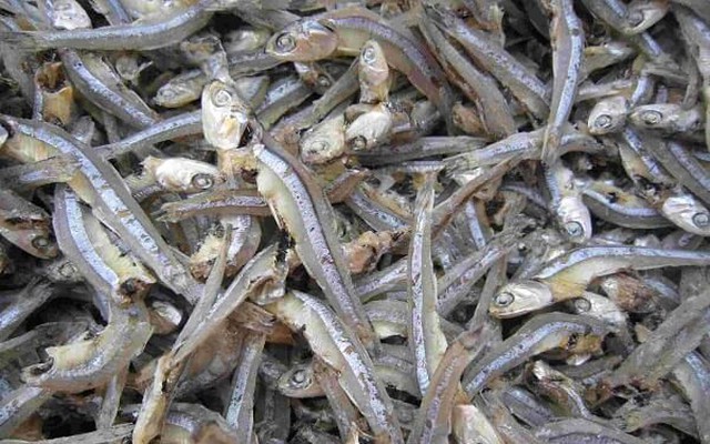 Loại cá được mệnh danh là "thức ăn cho cơm nhà nghèo", giá chỉ 10.000đ/kg, mình nhỏ nhưng cực nhiều chất